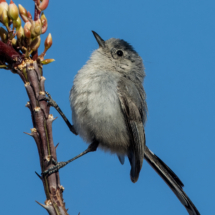Black-tailed Gnatcatcher-02