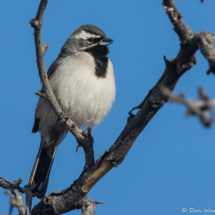 Black-throated Sparrow-01