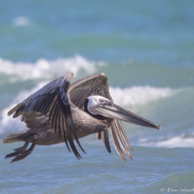 Brown Pelican in Flight-08
