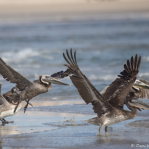 Brown Pelican in Flight-12