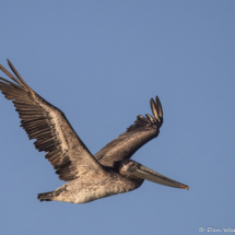Brown Pelican in Flight-18