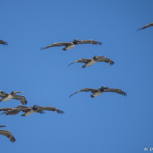 Brown Pelicans-02