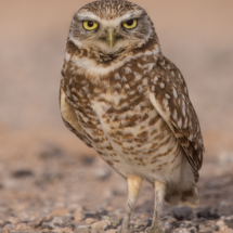 Burrowing Owl-07