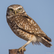 Burrowing Owl-18