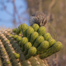 Cactus Wren-01
