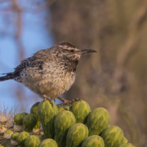 Cactus Wren-02