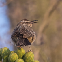 Cactus Wren-03