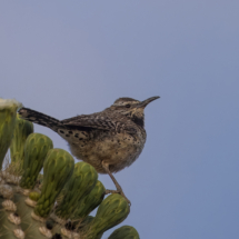 Cactus Wren-04