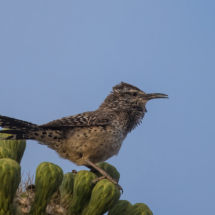Cactus Wren-05