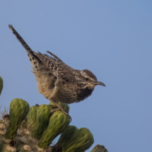 Cactus Wren-06