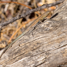 Common Side-blotched Lizard-02