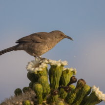Curve-billed Thrasher-01