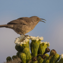 Curve-billed Thrasher-02