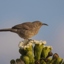 Curve-billed Thrasher-03