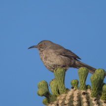 Curve-billed Thrasher-04