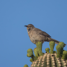 Curve-billed Thrasher-05