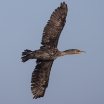 Double-crested Cormorant-05