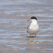 Forster's Tern-06