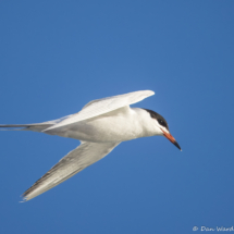 Forster's Tern-08