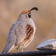 Gambel's Quail-01