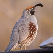 Gambel's Quail-02