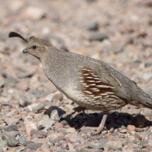 Gambel's Quail-Female-01