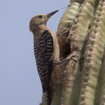 Gila Woodpecker-01