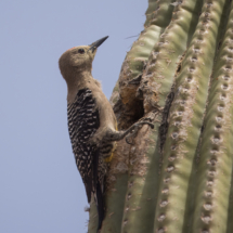 Gila Woodpecker-02