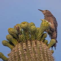 Gila Woodpecker-03
