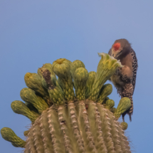 Gila Woodpecker-04