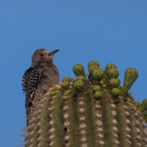 Gila Woodpecker-05