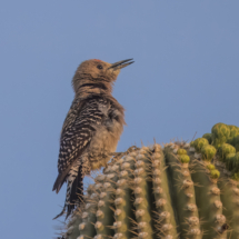 Gila Woodpecker-07
