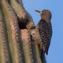 Gila Woodpecker-08