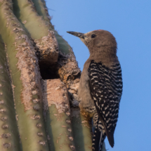 Gila Woodpecker-09