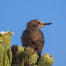 Gila Woodpecker-10
