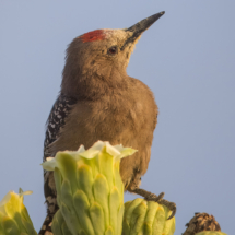 Gila Woodpecker-11