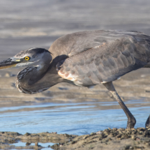 Great Blue Heron-09