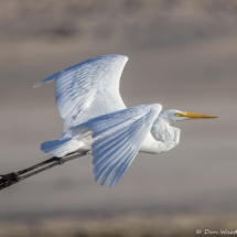 Great Egret-12