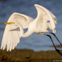 Great Egret-21
