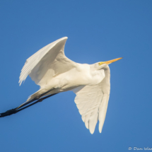 Great Egret-52
