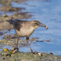 Great-tailed Grackle-Female-06