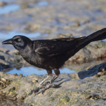 Great-tailed Grackle-Male-05