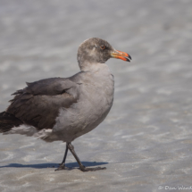 Heermann's Gull-06