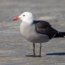 Heermann's Gull-12