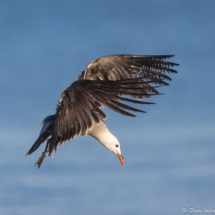 Heermann's Gull-24