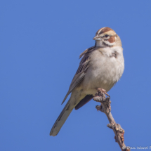 Lark Sparrow-09