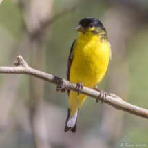 Lesser Goldfinch-Male-09