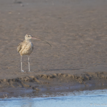 Long-billed Curlew-02