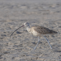 Long-billed Curlew-03