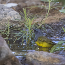 MacGillivray's Warbler-01